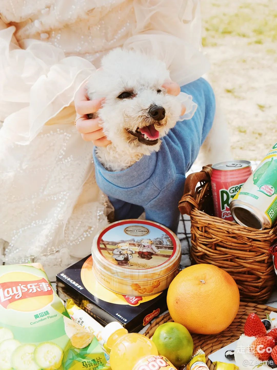 2022年上海遛狗圣地,2021上海遛狗圣地