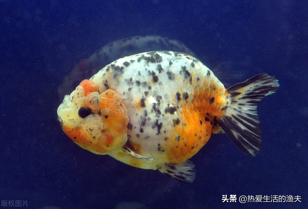 鹤顶红金鱼头瘤有一个白点,金鱼头瘤上的白点是什么