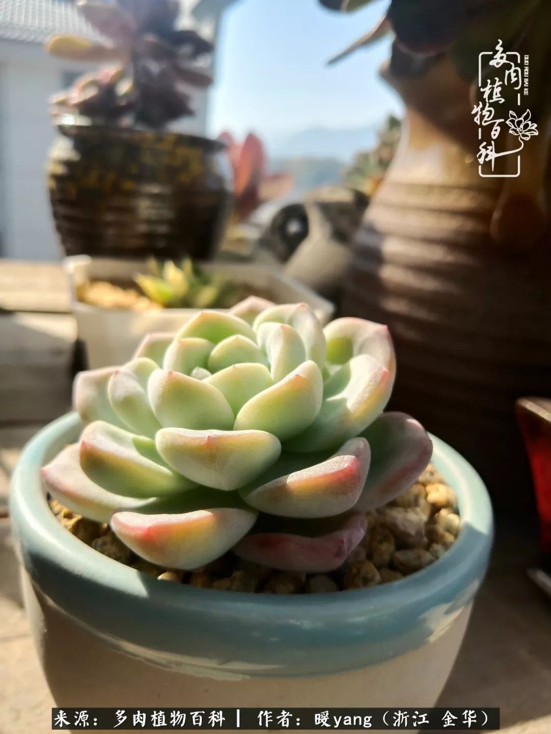 养多肉是业余的纯粹是爱好,每晚7点教您快速入门养多肉