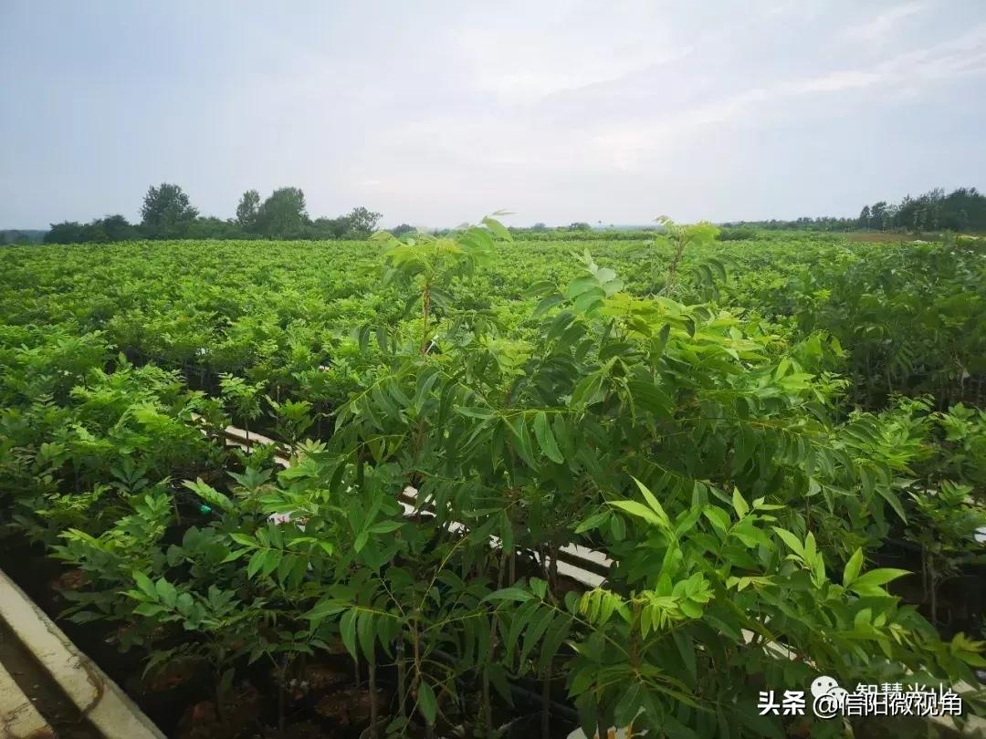 河南一名55岁村支书牺牲,农村村支书因公殉职