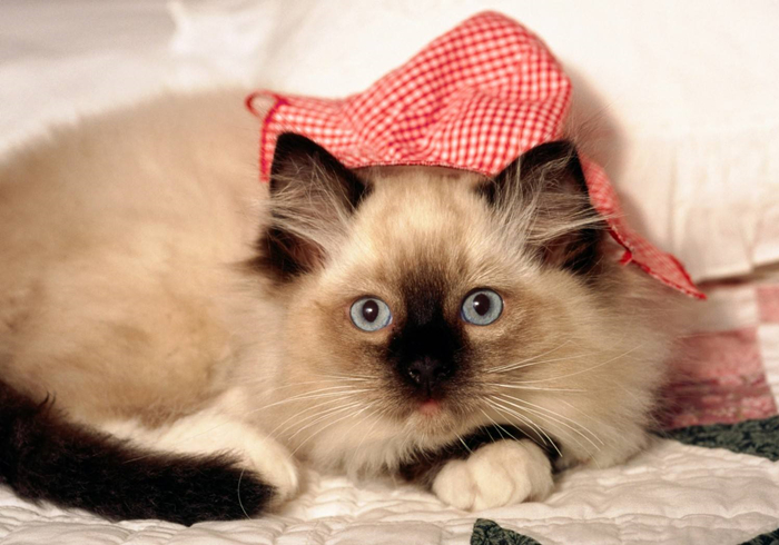 猫咪乱拉乱尿要去绝育吗,猫咪报复你的几个表现