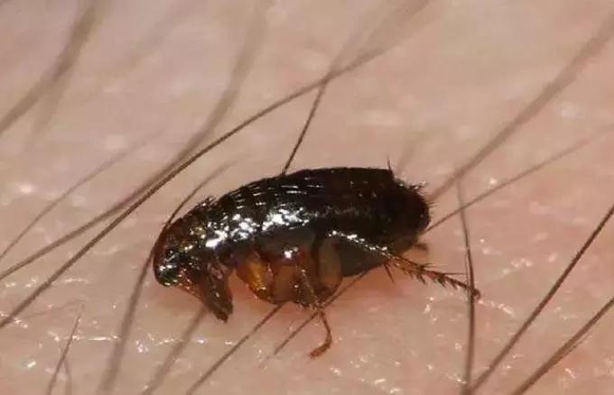 犬猫在什么情况下才会传染狂犬病,狂犬病是患病的猫才会传播的吗