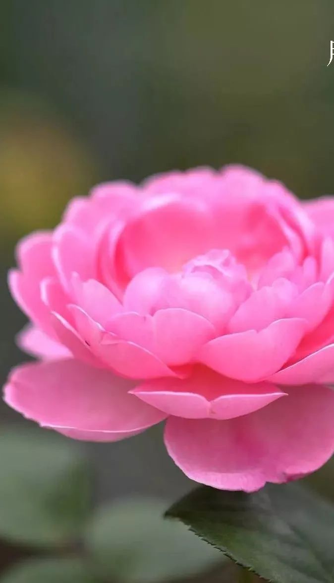 鲜花店常见花材品种大全,花店里同款的两种不同价格的花材