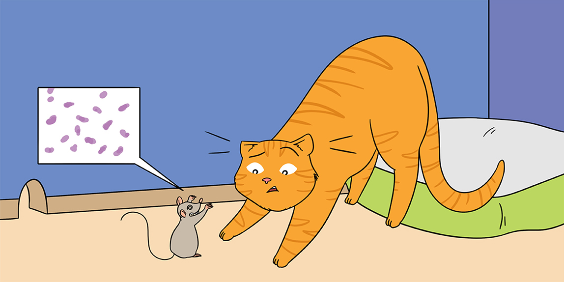 全世界有多少人被弓形虫感染,弓形虫感染率占全球多少