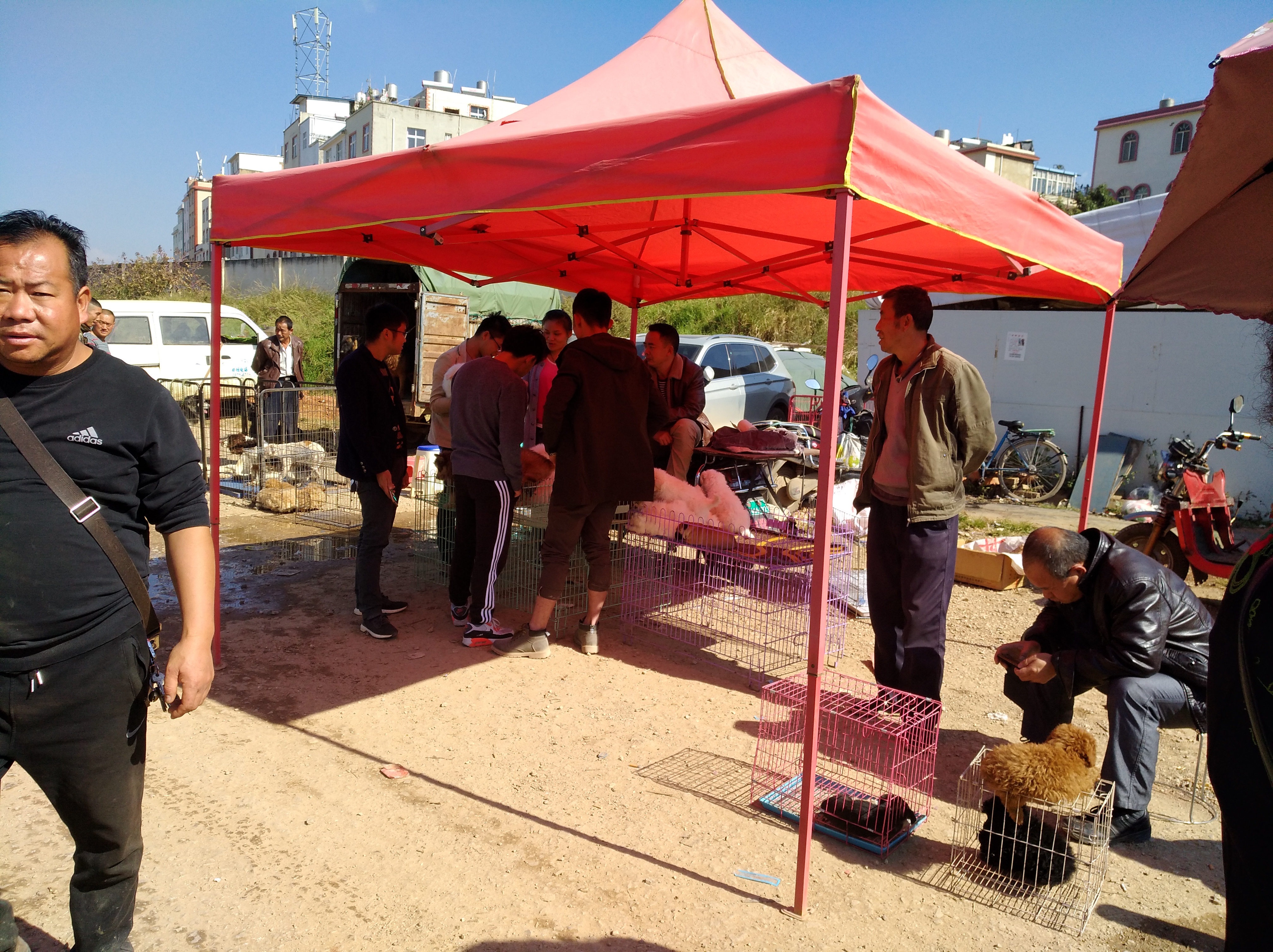 狗市是露天市场吗,狗市一般在哪