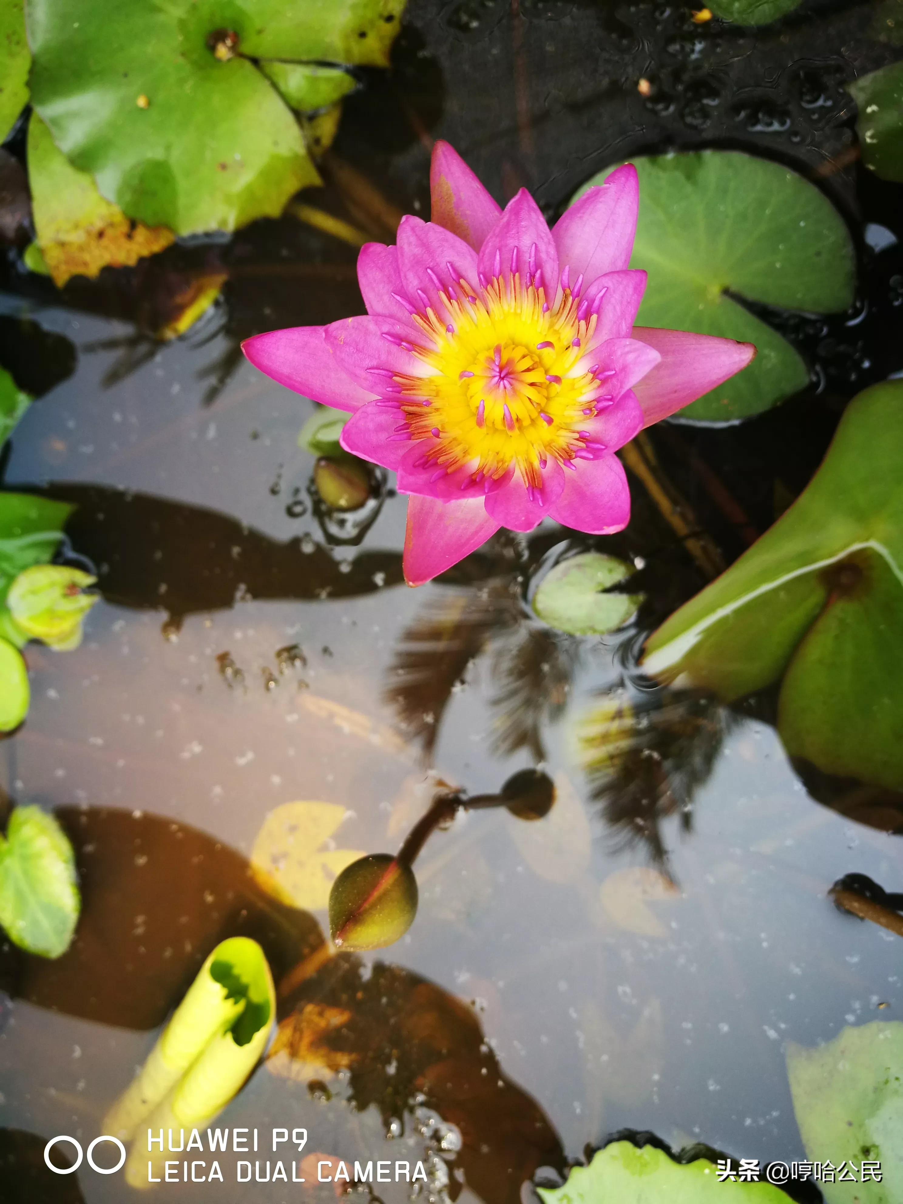 华为p9现在还值得入手吗,华为p9系列历代