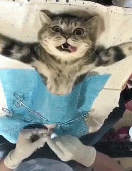 怎样治猫咪乱尿小妙招,解决猫咪乱尿的十个步骤