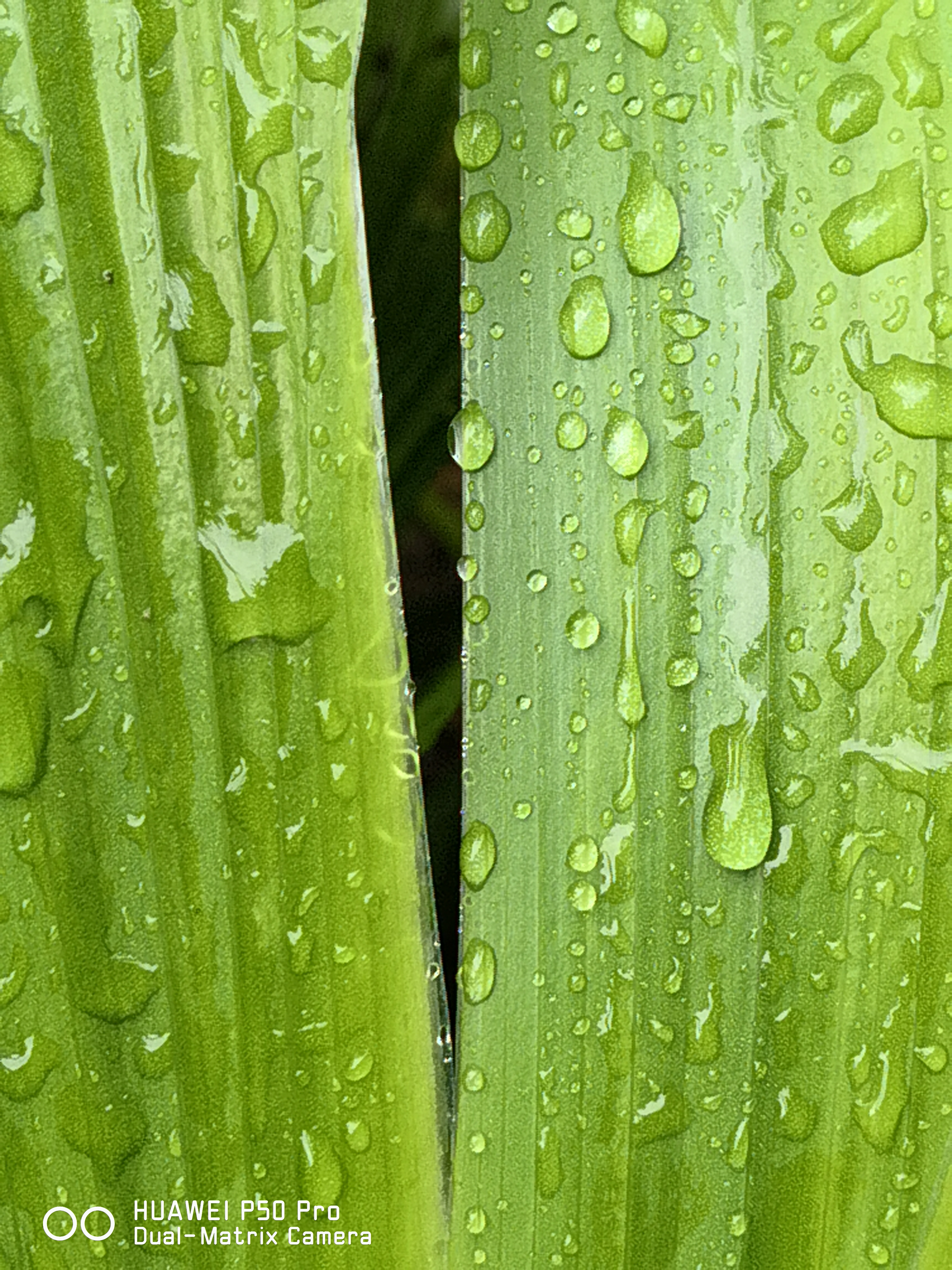 华为p50pro实测,华为p50pro变焦测试