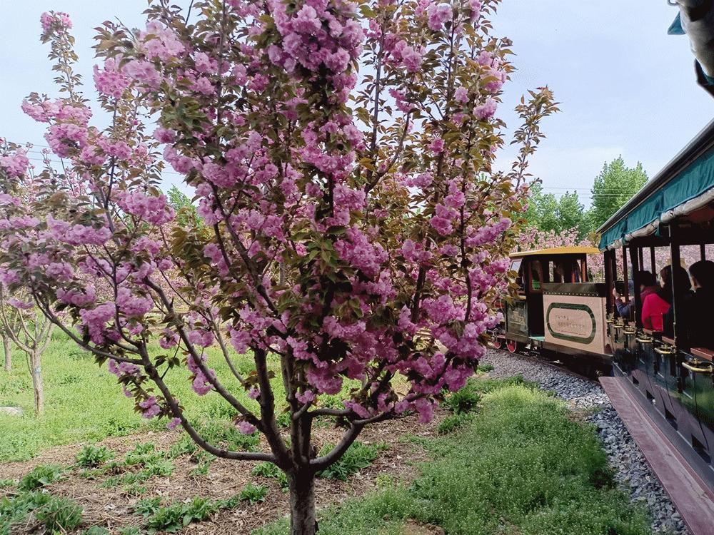 石家庄人注意最新放假通知来啦,石家庄人免费福利有哪些