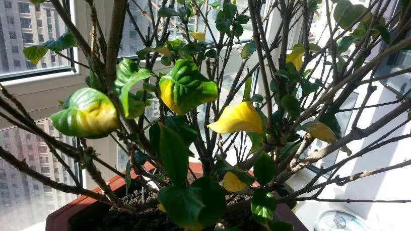 栀子花叶子发黄原因及处理方法,栀子花叶子总发黄4个解决方法