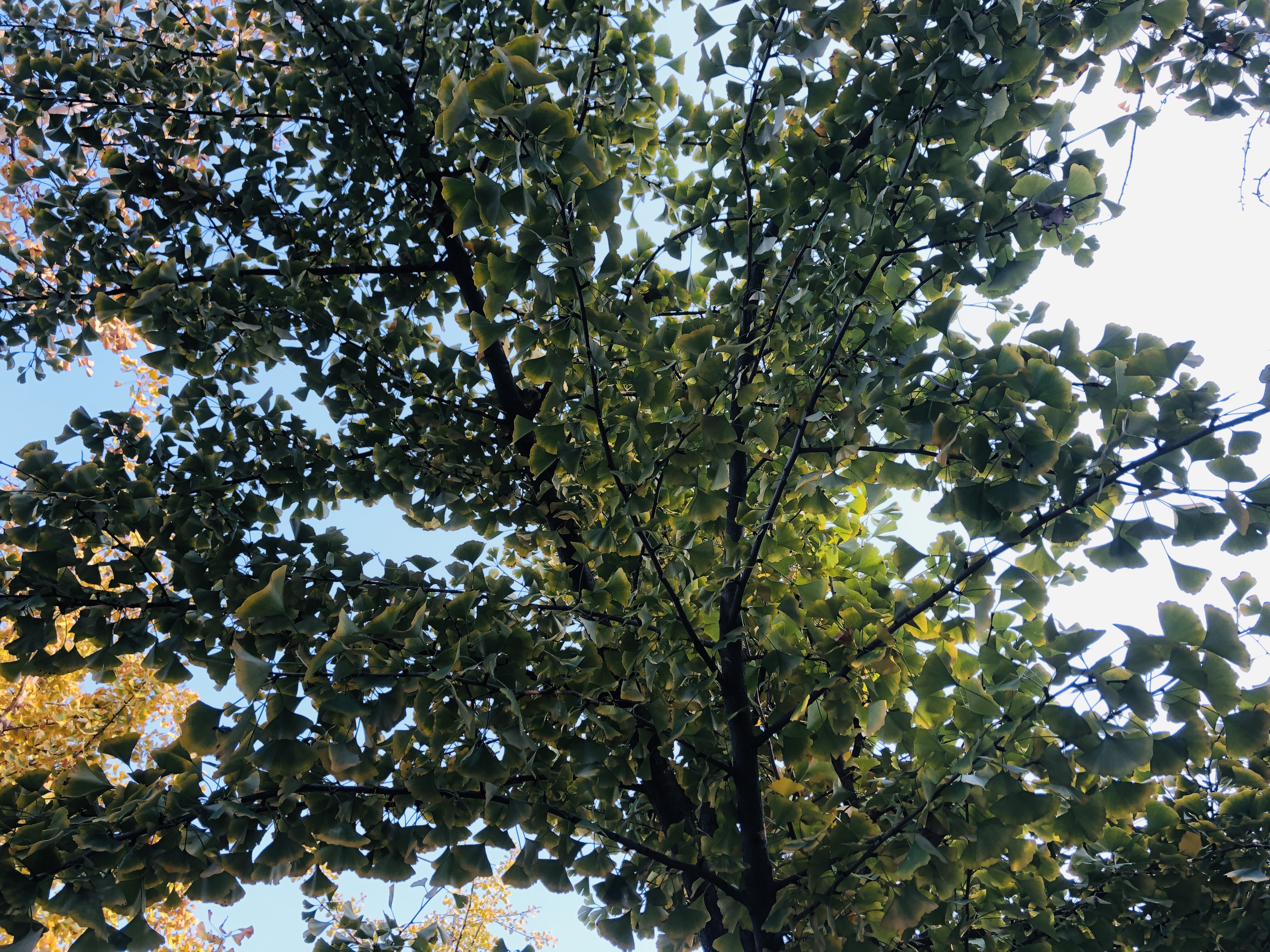 济南森林公园夏荷之美,雨后的济南森林公园美景让人陶醉