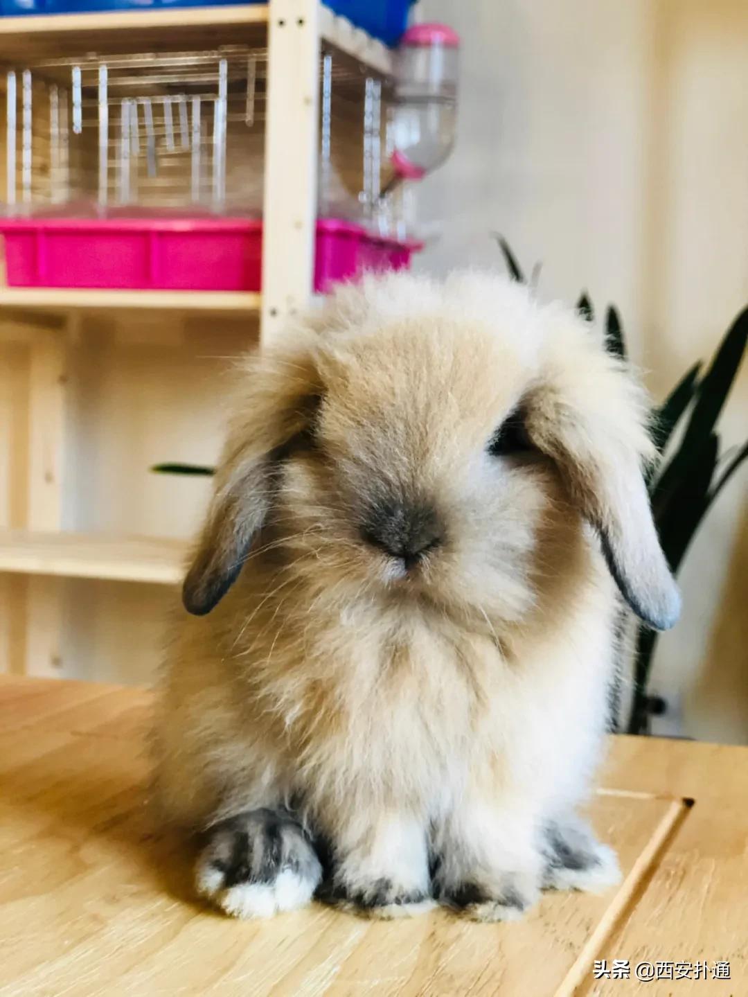 西安有哪些可以撸兔子的店,西安撸兔子的店