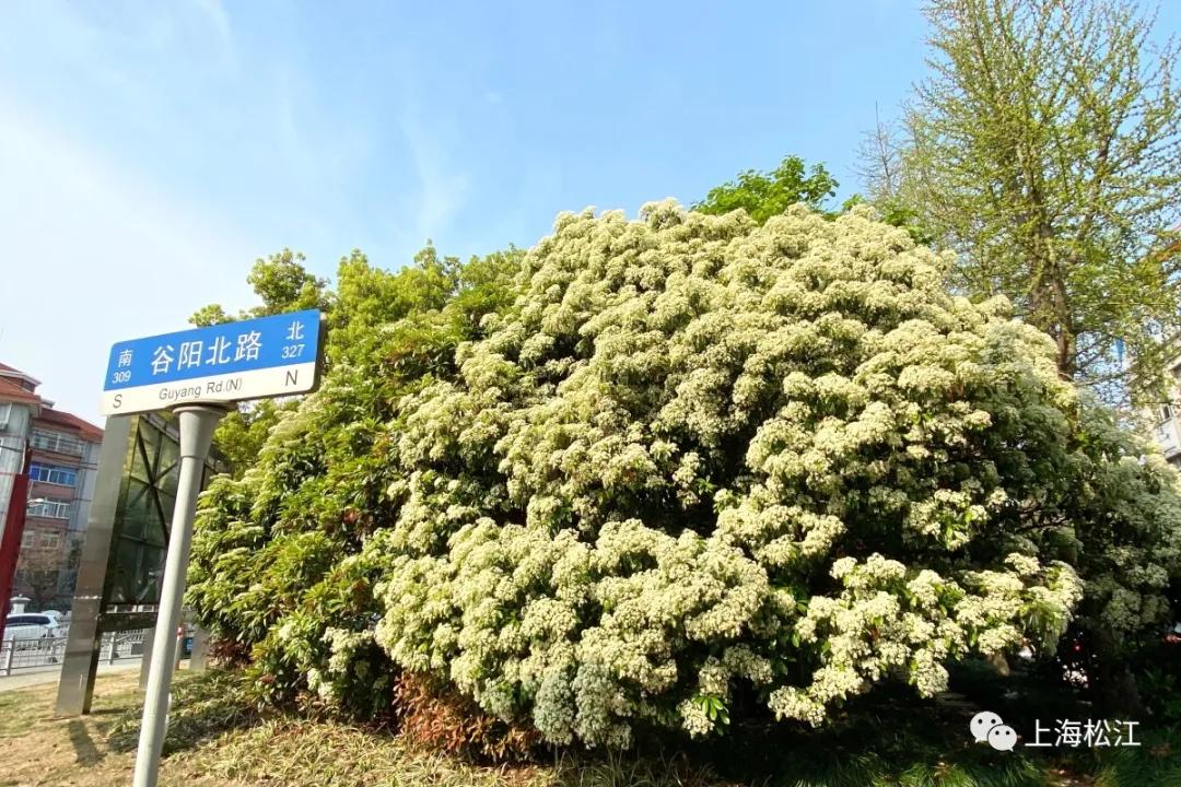 这几天的松江，可真叫人左右为“楠”……