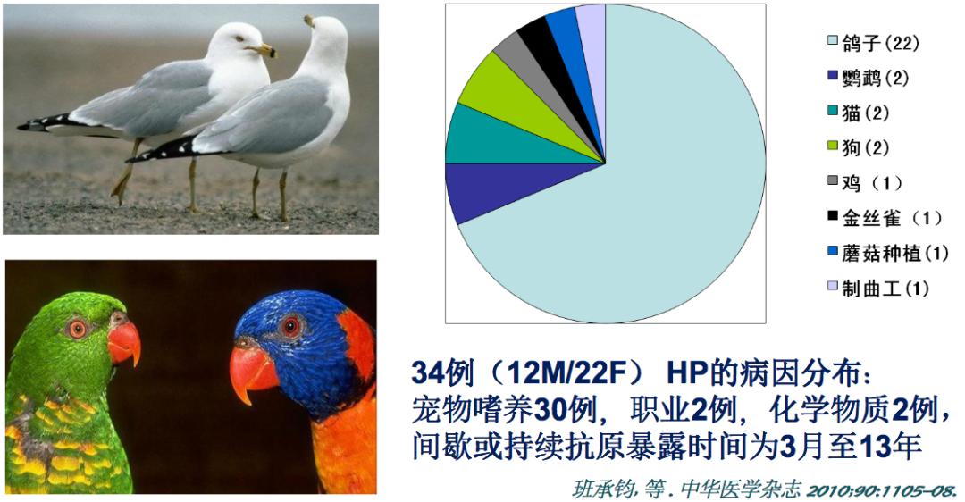 养鸽子造成皮肤真菌感染,养鸽子会得肺炎吗