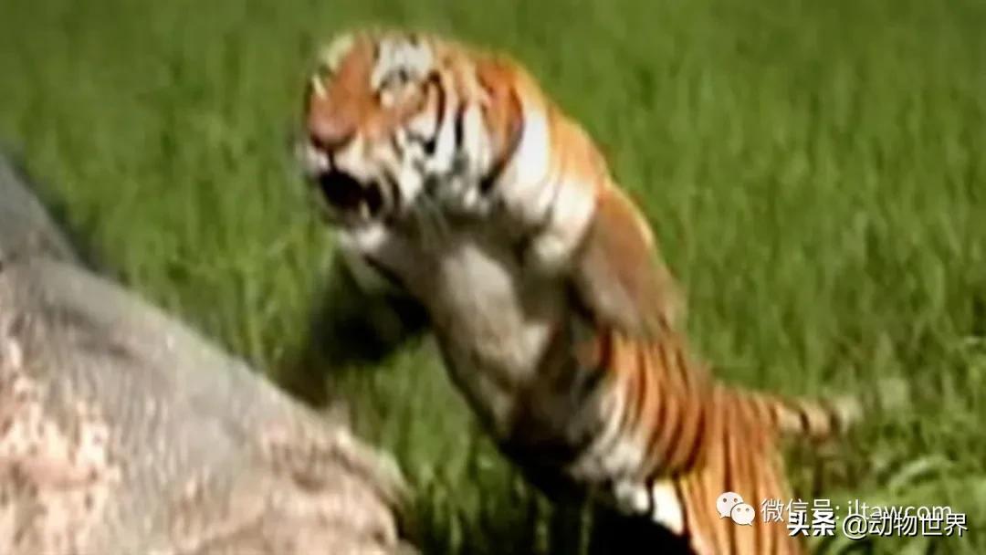 出游在外小心不要被动物吃掉哦