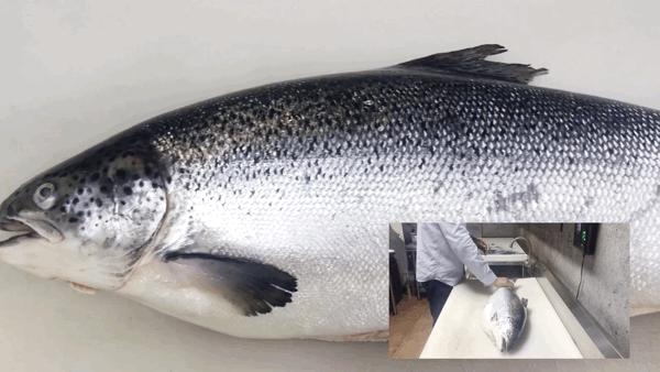 别拦我！古井第四届「肥鱼节」来来来来来啦