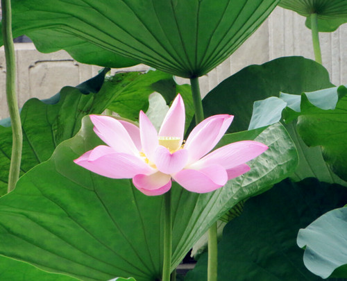 父亲节带父母游玩的最佳选择,父亲节带着父亲去旅游