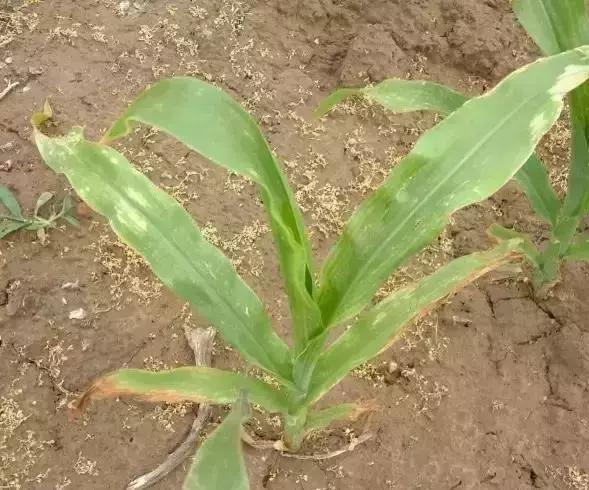 玉米苗前封闭除草剂药害表现,玉米受轻微大豆除草剂药害怎么办