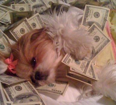 这五种狗狗价格感人，5千万一只要不要？