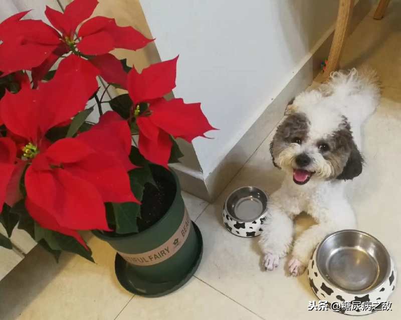 适合糖尿病人旅行的食物,适合糖尿病患者的旅行