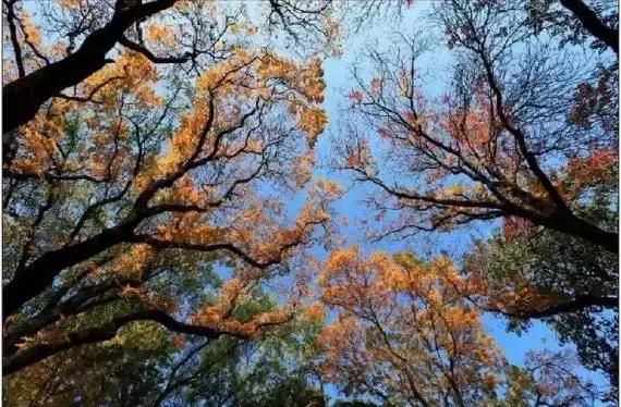 红叶热情似火,金铙胜景如画在醉美的季节遇见你!