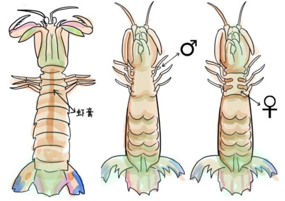 如何挑选母皮皮虾,皮皮虾怎么挑选才是最好