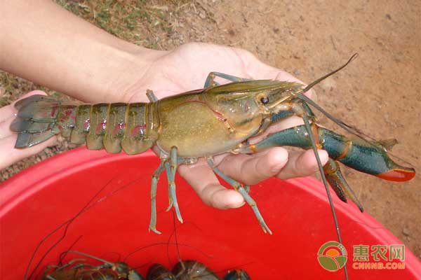 澳洲淡水龙虾稻田养殖技术,淡水龙虾澳洲品种养殖技术