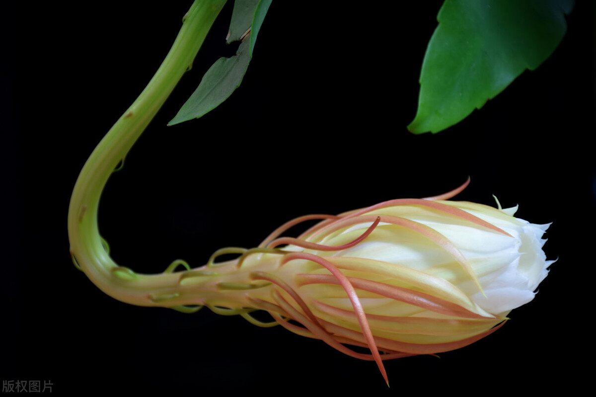 11种带花的菜,111种美食