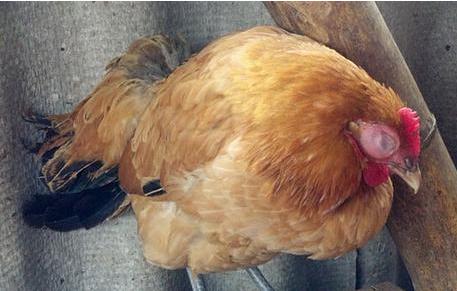 鸡呼噜张嘴呼吸不吃药能好吗,鸡呼吸有呼噜声怎么治