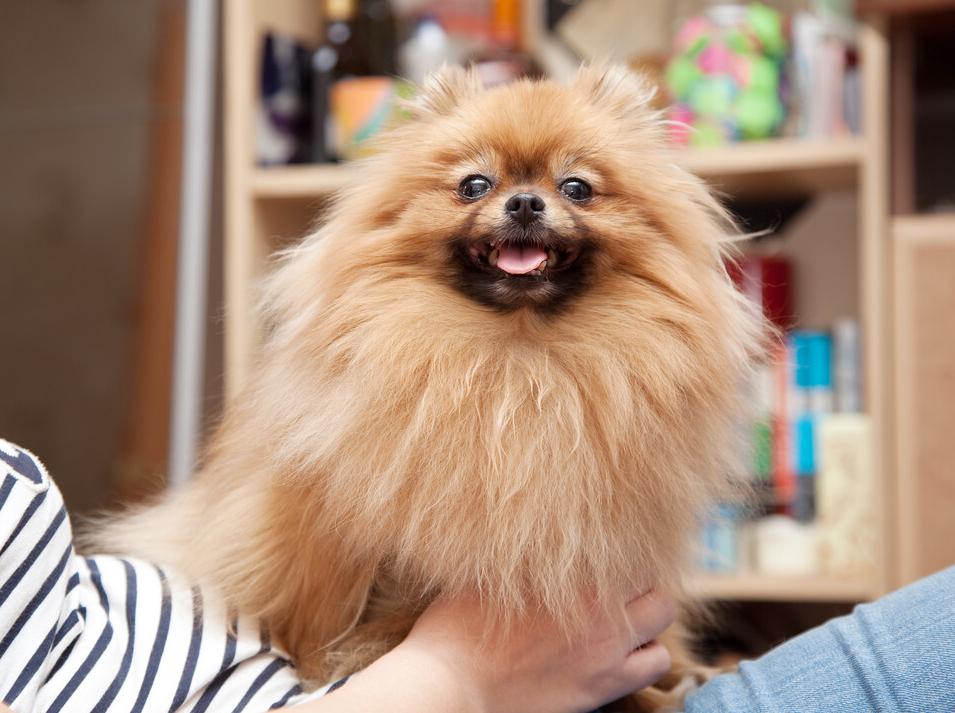 博美犬掉毛严重怎么治,博美犬真菌感染掉毛怎么治