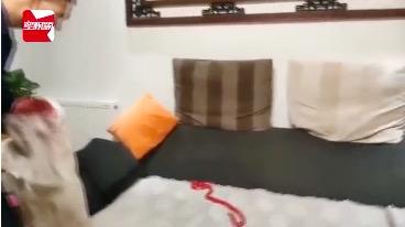 女子报警赤链蛇,一女子报警家中有红色的蛇