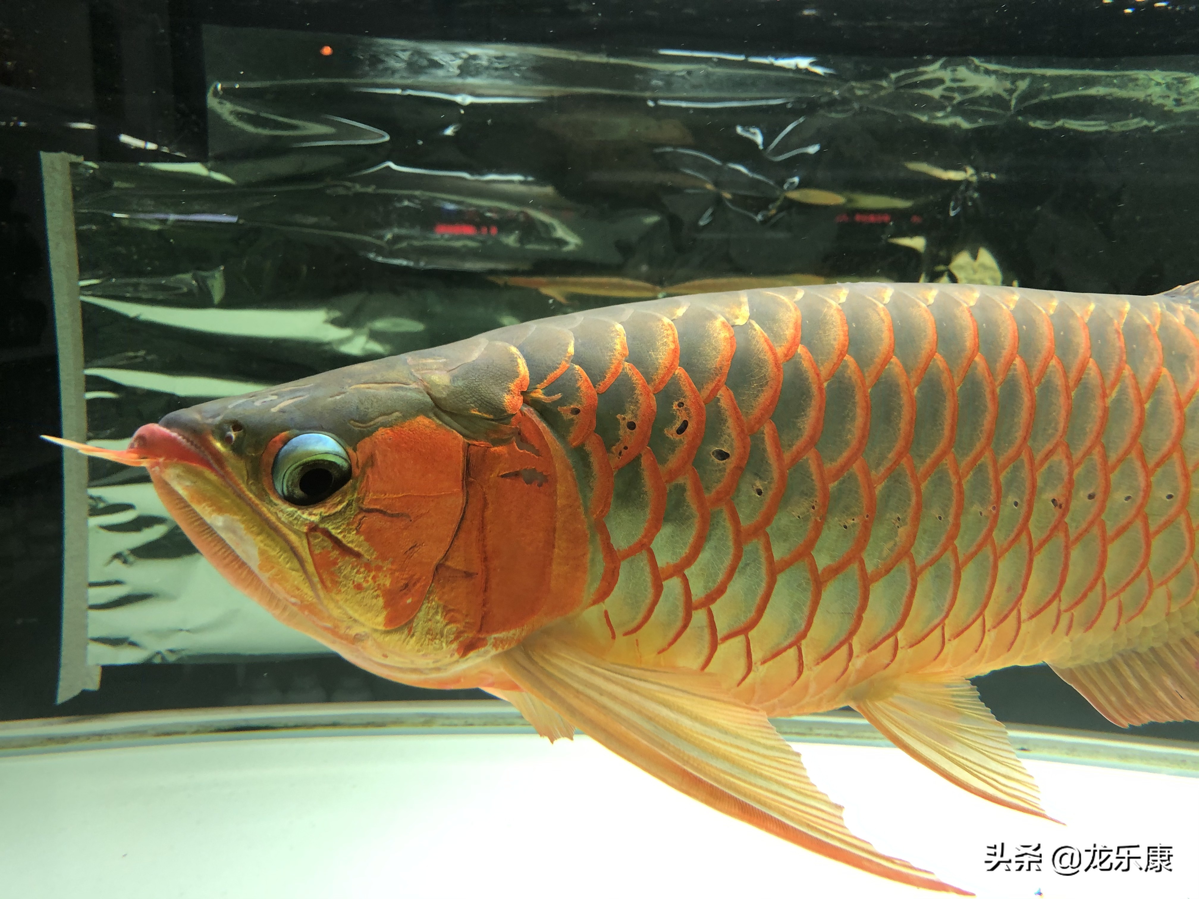 怎么形容龙鱼专业术语,龙鱼介绍