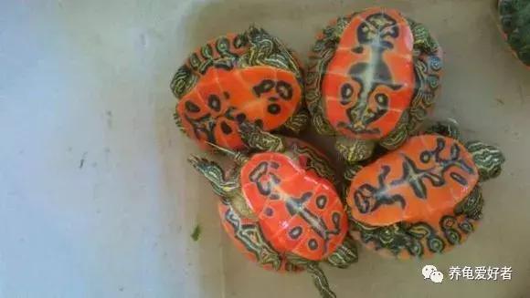 龟龟挑食不吃龟粮了,这可咋办?