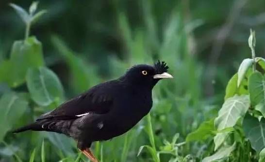 八哥鹩哥哪种说话能力强,八哥和鹩哥的最大区别