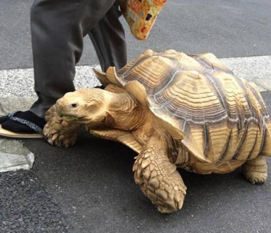 宠物龟常见疾病及治疗方法,关于乌龟感冒肺炎的一些问题