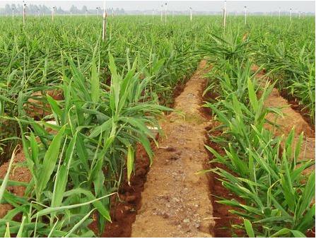 种植生姜怎么提高产量和品质,生姜新品种及种植技术有哪些