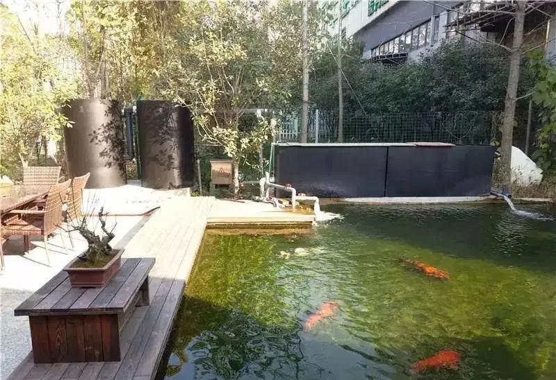 锦鲤池怎么过滤好,锦鲤池过滤池可以养什么