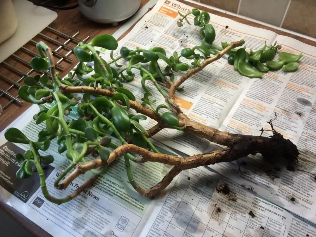 一年四季不死的十种花水养,浇水过多死的植物