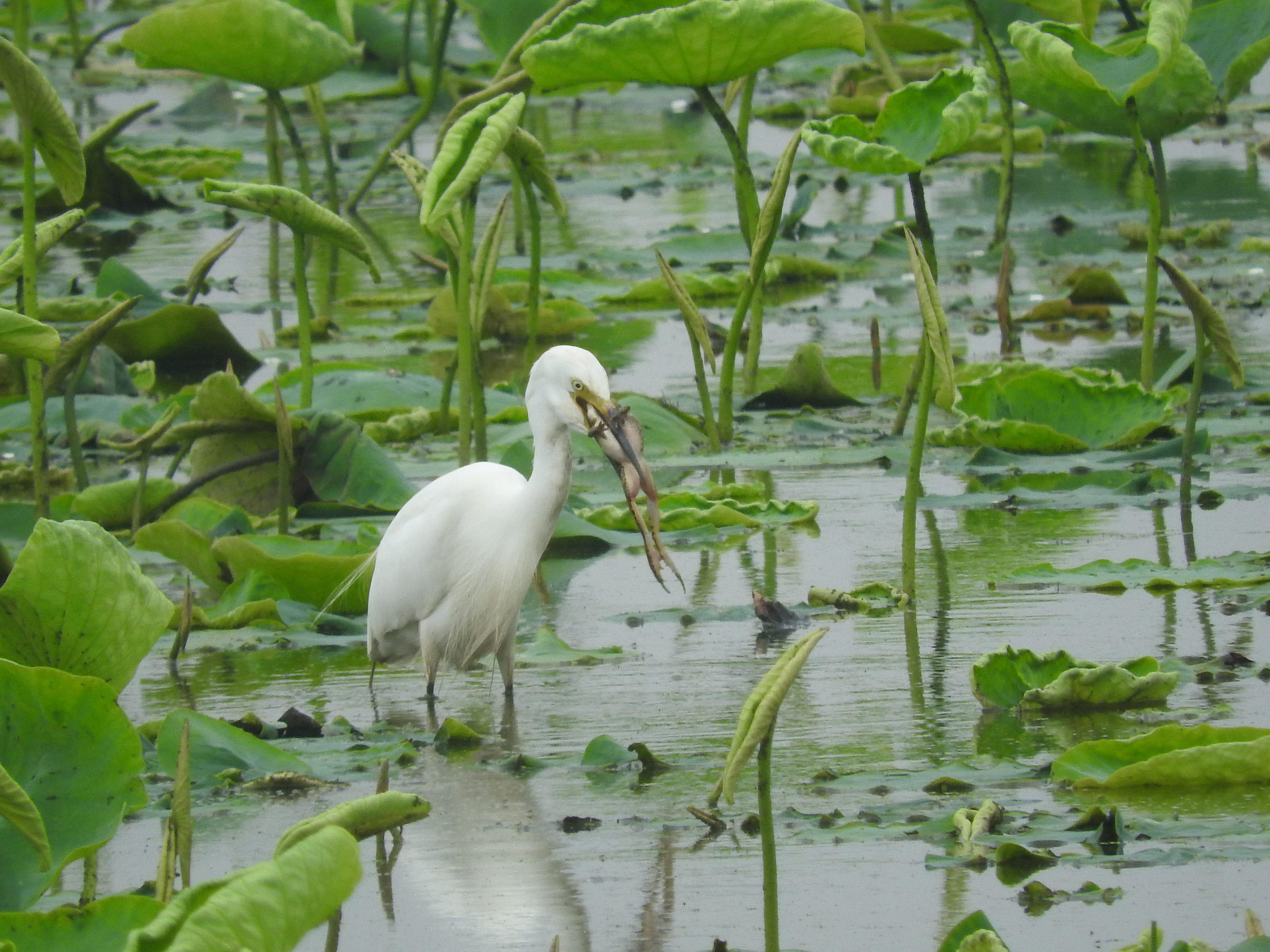 浣犵湡鐨勮璇嗘捣楦ュ悧,浣犵湡鐨勮璇嗚崰鑿滃悧