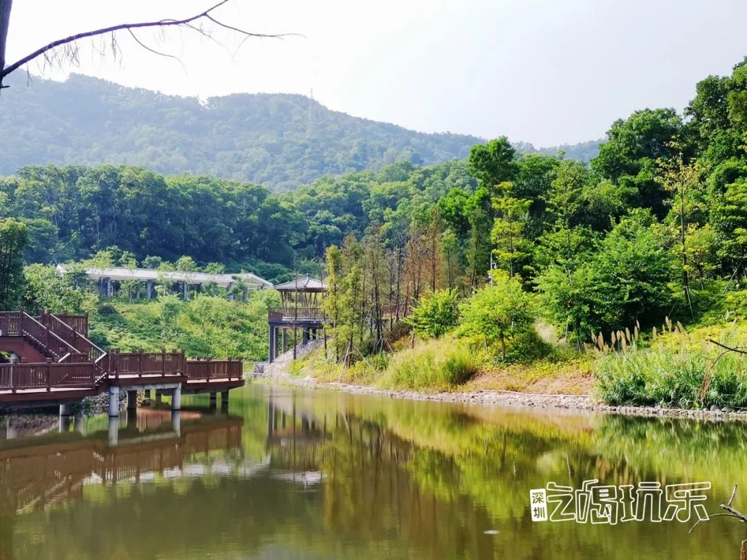 深圳最美簕杜鹃谷公园花海,宝安区花海赏花景点