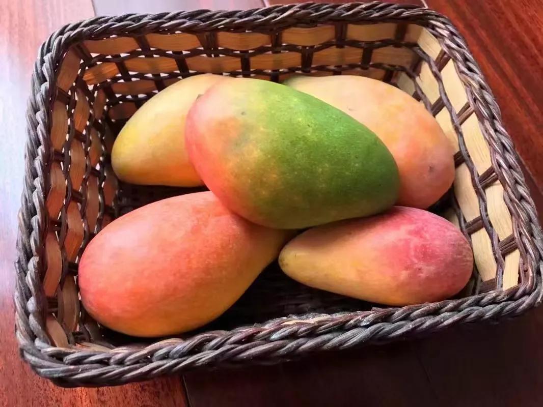 芒果的十大经典吃法,芒果的做法很有教育意义