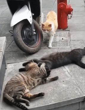 好不容易养大的猫被猪拱了,猫为什么喜欢被猪拱