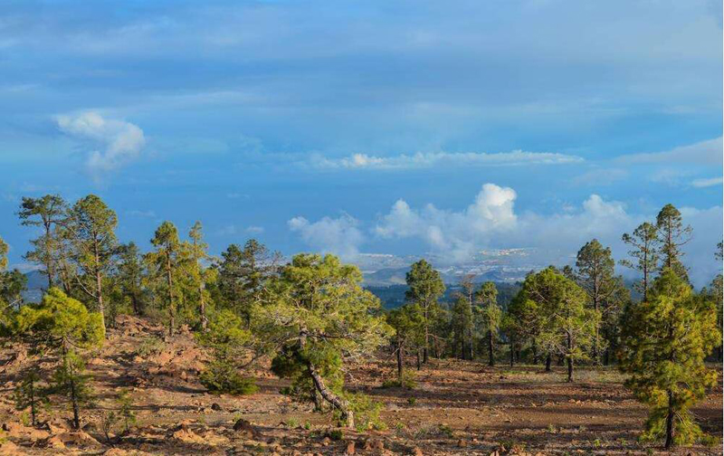 松树皮怎样处理可以做兰花植料,种植兰花只需要用松树皮就够了么