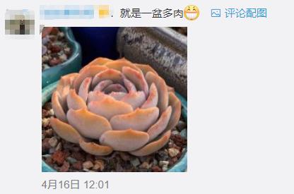 恒大足球场惊艳亮相图,恒大新球场荷花效果图