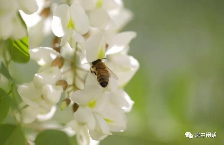 我心目中的玫瑰花,我心目中的花
