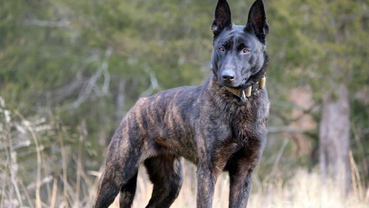 这8种狗省心又好养,这6种狗超难养养好一半就是大神