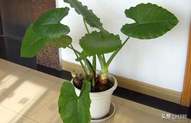 山里的滴水观音盆栽,滴水观音盆栽效果图