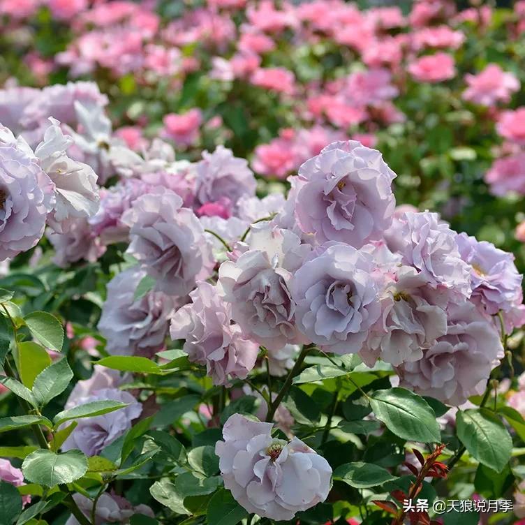 最接近月季花香的香水,以香水名字命名的月季有哪些