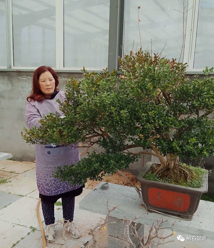 金艳盆景精品欣赏,幸得一知己