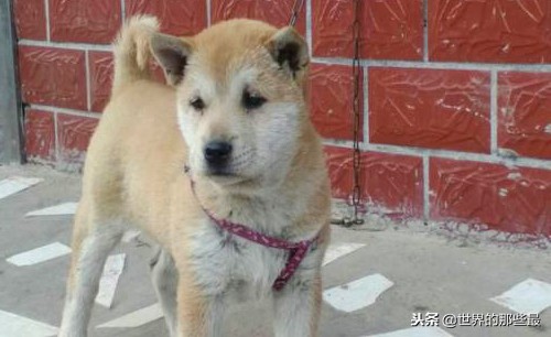 中国猎犬最便宜,中国4大猎犬
